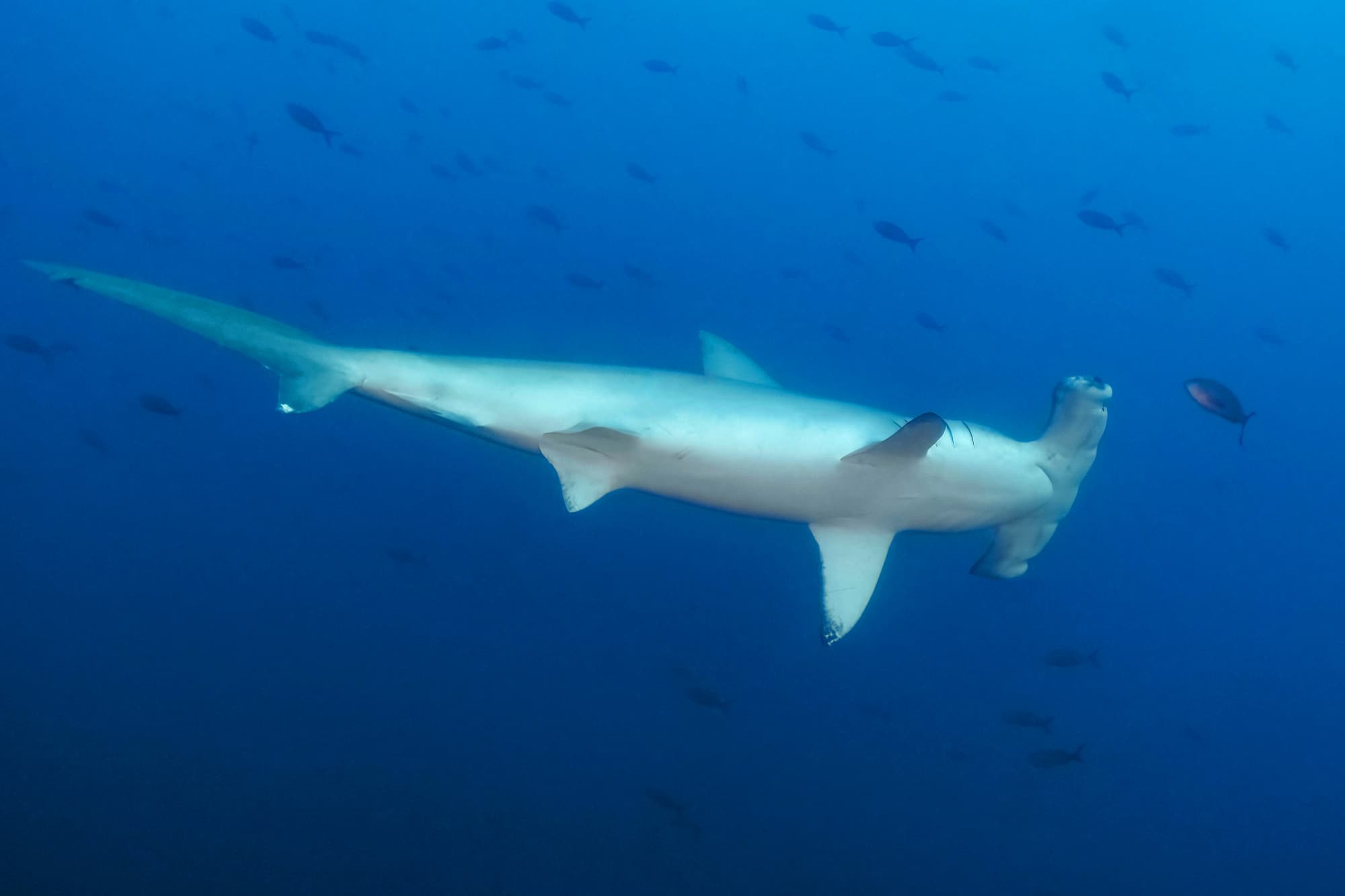 Socorro Liveaboards Guide: What to Expect Onboard