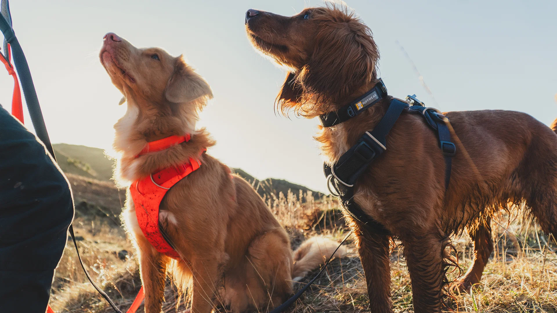 10 Best Dog Harness Supplier Worldwide OKEYPETS delivering pet excellence